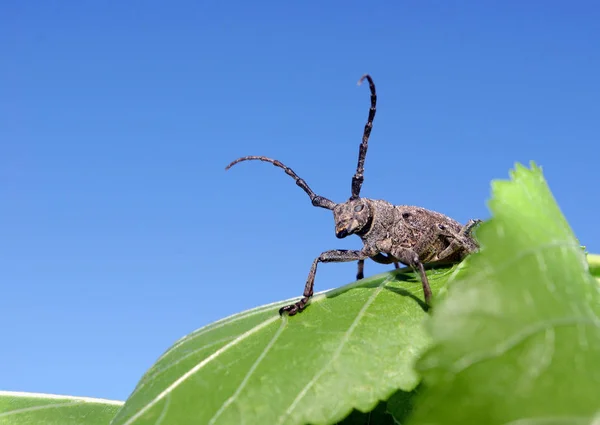 Laubholzbockkäfer Auf Einem Grünen Ast Nahaufnahme — Stockfoto