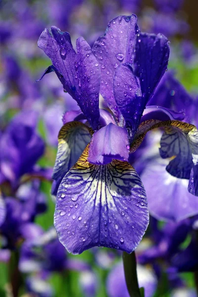 Květiny Iris Záhon Parku — Stock fotografie