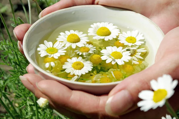 Vitamini çay. Taze papatya çayı. yakın çekim