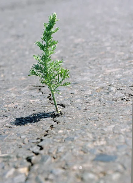 Spricka Asfalten Gräs Malört Växer Spricka Vägen — Stockfoto