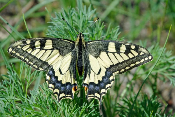 Hermosas Mariposas Brillantes Mariposa Cola Golondrina Papilio Machaon — Foto de Stock