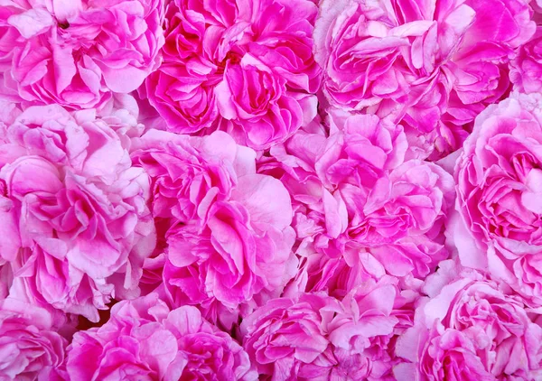 Natürlichen Rosa Hintergrund Teerose Textur Hintergrund Anzeigen — Stockfoto