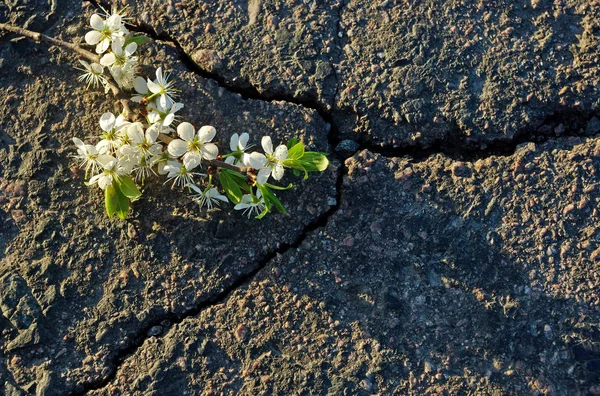 Fisură Asfalt Vedere Sus — Fotografie, imagine de stoc