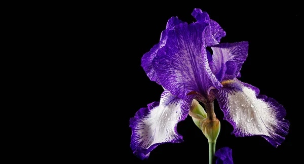 Iris Květina Černém Pozadí Detailní Záběr — Stock fotografie