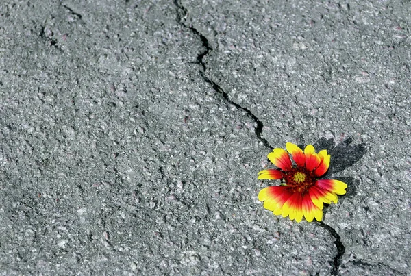 アスファルトの道路にクラック アスファルトや美しい花の亀裂 スペースのコピー — ストック写真