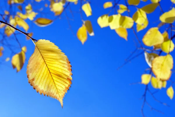 Gele Herfstbladeren Tegen Blauwe Hemel Lichte Herfst Achtergrond — Stockfoto