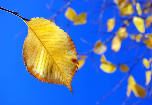 Gele Herfstbladeren Tegen Blauwe Hemel Lichte Herfst Achtergrond — Stockfoto