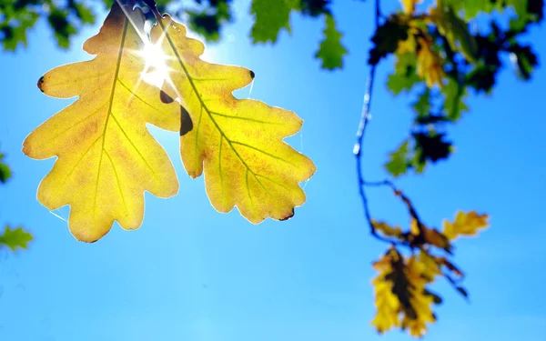 yellow autumn oak leaves against blue sky. copy spaces. autumn background.