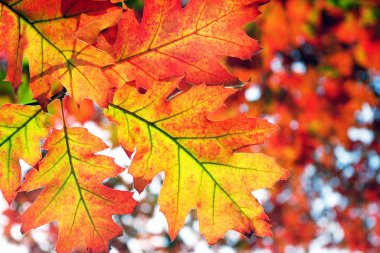 parlak sonbahar arka plan. Sonbahar kırmızı meşe yaprakları.