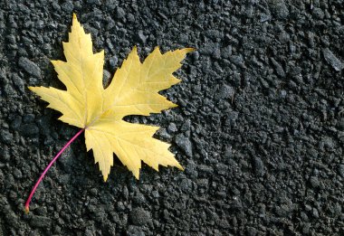sarı yaprak akçaağaç asfalt üzerinde. üstten görünüm. kopya alanlarda.