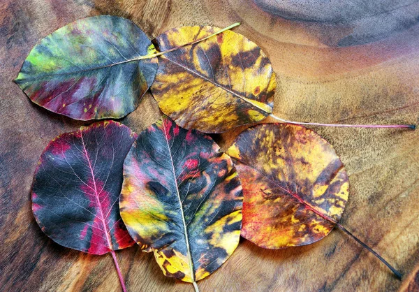 秋叶在木桌背景 顶部视图 复制空格 — 图库照片