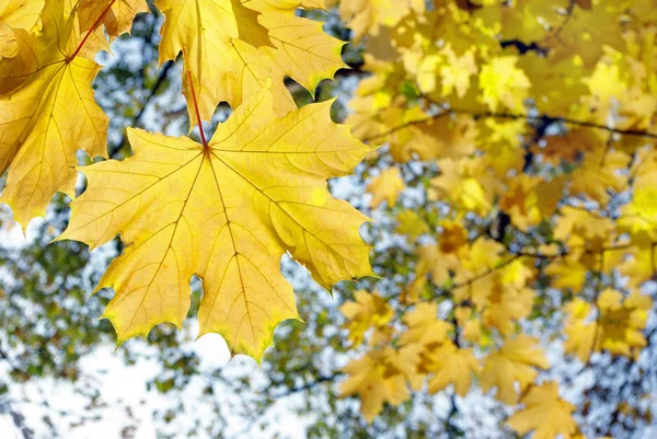 Heldere Herfstbladeren Gele Gele Esdoorn Bladeren — Stockfoto