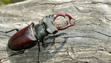 Stag beetle eski ağaç üzerinde. yakın çekim.