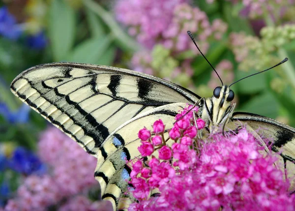 Butterfly Flowers Butterfly Machaon Flowering Meadow Close — Stock Photo, Image