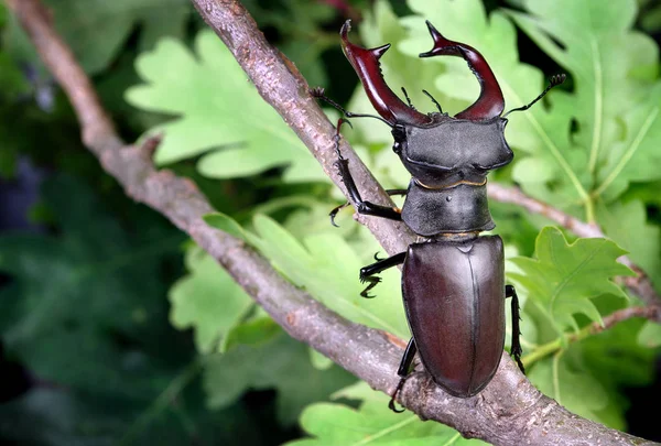 Escarabajo Ciervo Bosque Robles Primer Plano — Foto de Stock