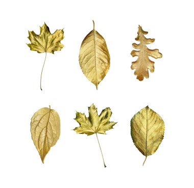Altın yaprağı üzerinde beyaz izole. Altın yaprağı toplama tasarımı için. Noel dekorasyon.