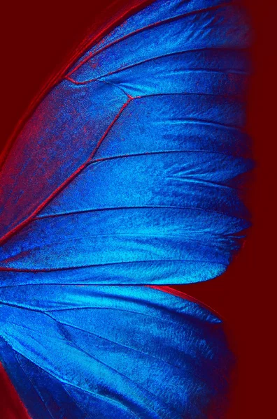 Dettaglio Dell Ala Farfalla Morpho Ali Farfalla Morpho Blu Sfondo — Foto Stock