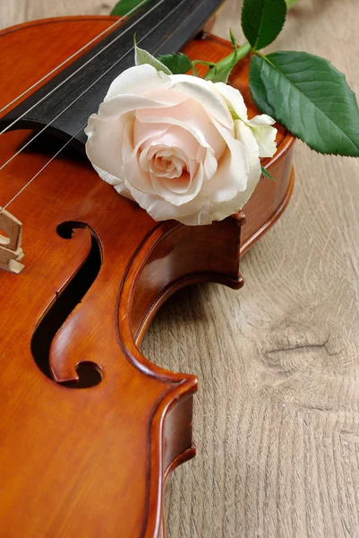 Violin Hvid Rose Træbaggrund - Stock-foto