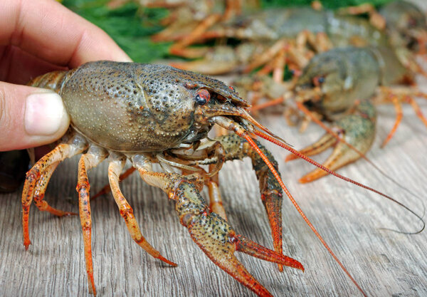 Свежие раки на деревянном столе. close up
.