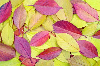 Doku arka plan düşen sonbahar yaprakları. üstten görünüm.