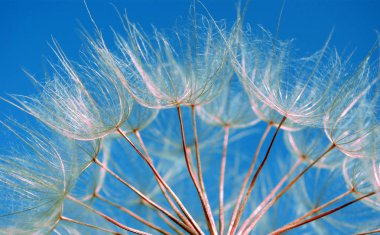 Karahindiba tohum doku arka plan. yakın çekim.