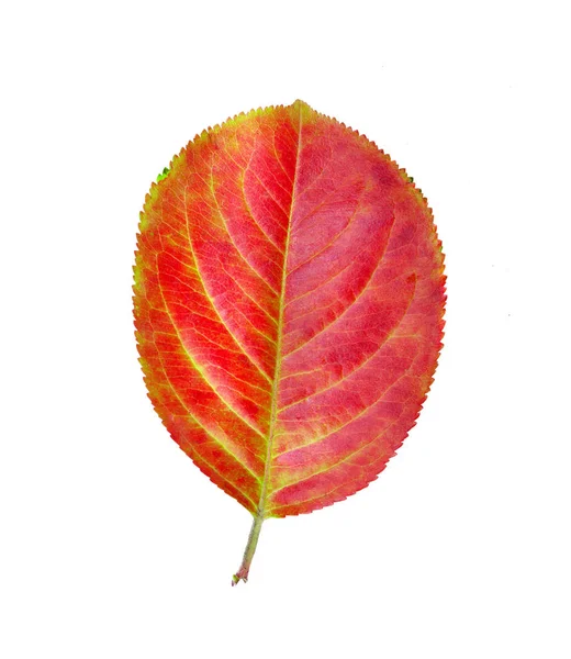 Jesienny Czerwony Liść Białym Tle — Zdjęcie stockowe
