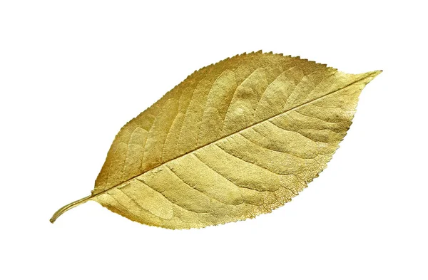 Hoja Oro Aislada Blanco — Foto de Stock