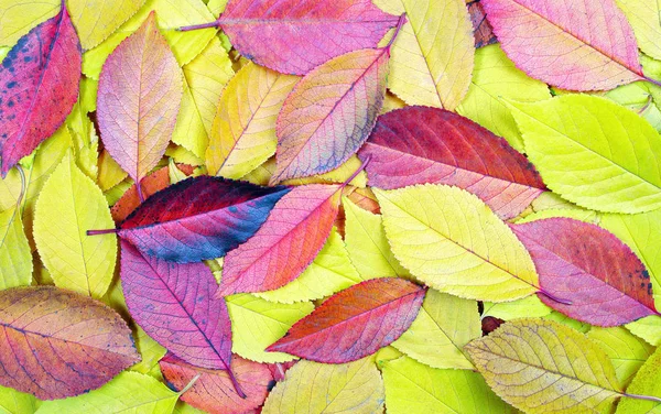 Fallen Jesieni Pozostawia Tekstura Tło Widok Góry — Zdjęcie stockowe