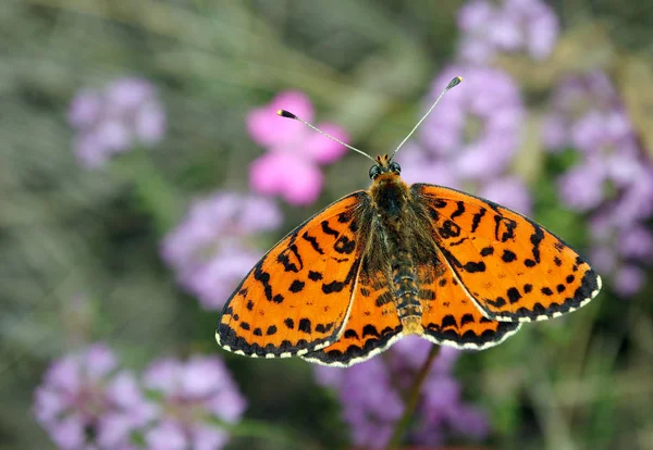 Schöner Schmetterling Auf Einer Wiese Bürstenfußschmetterlinge Leerzeichen Kopieren — Stockfoto