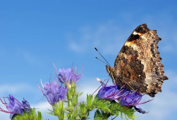 beautiful butterfly on a flower against  blue sky. butterfly large tortoiseshell.