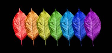 Gökkuşağı renkleri. Yedi renk gökkuşağı. Çok renkli yaprakları doku arka plan deseni. Siyah izole parlak renkli kiraz yaprakları. Renk kavramı.