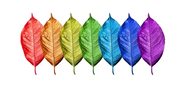 Kolorami Tęczy Wielobarwny Wzór Liści Tekstura Tło Jasne Kolorowe Liście — Zdjęcie stockowe