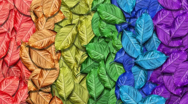 Cores Arco Íris Multicolorido Outono Caído Folhas Textura Fundo Padrão — Fotografia de Stock