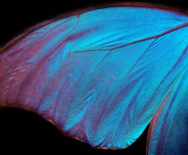 Morfo kelebek kanat ayrıntı. Kanatlar kelebek biçim arka plan doku. 