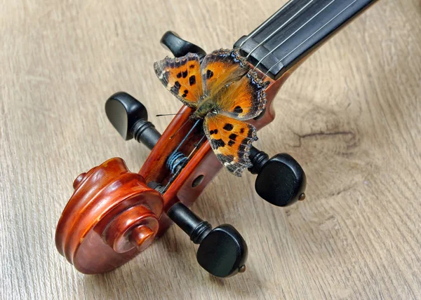 Violin Butterfly Neck Violin Close Butterfly Large Tortoiseshell — Stock Photo, Image