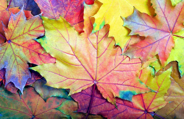 Kleuren Van Regenboog Kleurrijke Esdoorn Bladeren Textuur Achtergrond Bovenaanzicht Gevallen — Stockfoto