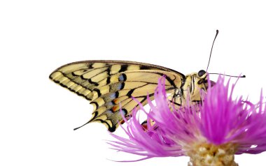 Beyaz izole bir çiçek kelebek. Swallowtail Kelebek, Papilio machaon