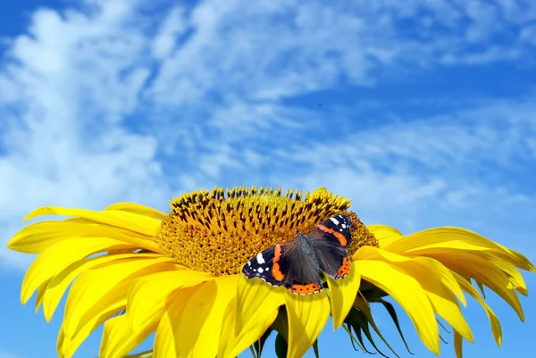Sonnenblume Gegen Den Blauen Himmel Leerzeichen Kopieren — Stockfoto