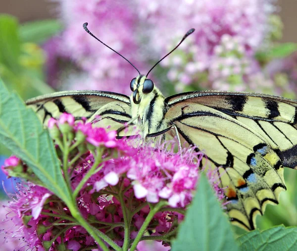 蝴蝶在花上 Machaon 在一个开花的草地上 — 图库照片