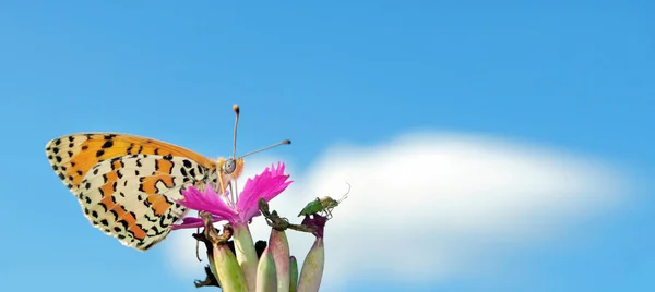 Hermosa Mariposa Prado Mariposas Con Patas Cepillo Espacio Copia —  Fotos de Stock