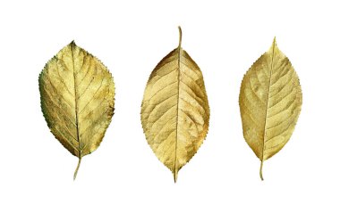 Altın yaprağı üzerinde beyaz izole kiraz. Noel dekorasyon.