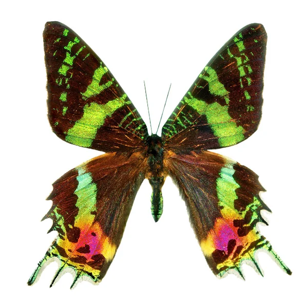 Бабочка Sunset Moth Urania Ripheus Madagascar Выделена Белом Фоне Многоцветные — стоковое фото