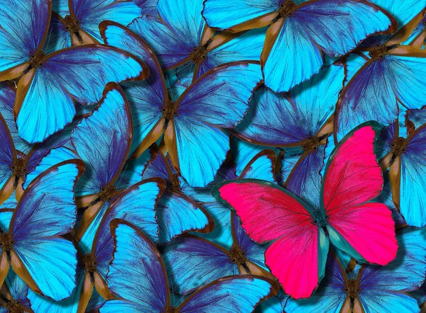 Schöner Hintergrund Mit Vielen Verschiedenen Schmetterlingen Flügel Eines Schmetterlingsmorphos — Stockfoto