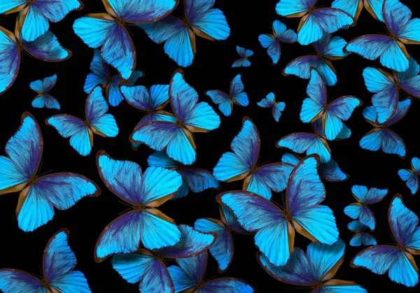 Fundo Bonito Com Muitos Borboletas Diferentes Asas Morpho Borboleta — Fotografia de Stock