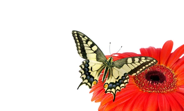 Метелик Квітці Ізольований Білому Квітка Гербера Ластівка Метелик Папіліо Махон — стокове фото