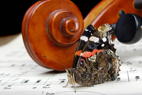 violin and butterfly. neck of a violin and notes close up. butterfly admiral.
