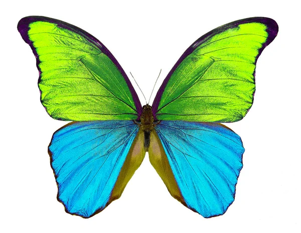 Morpho Motyl Białym Tle Skrzydła Motyla Bicolor Żółty Niebieski Skrzydła — Zdjęcie stockowe