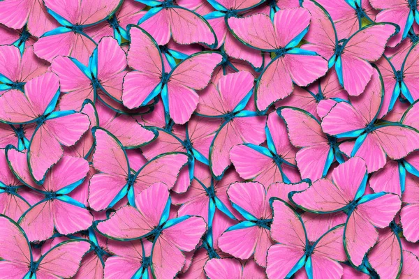 Natürliches Rosa Muster Abstraktes Rosa Muster Von Morpho Schmetterlingen Flügel — Stockfoto