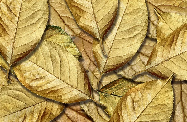Fallen Golden Autumn Leaves Texture Background Top View — Stock Photo, Image