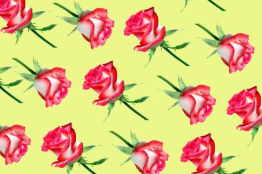 Parlak pembe gül yakın çekim dekoratif desen